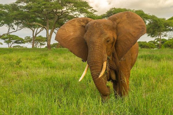 Africa-Tanzania-Tarangire National Park African elephant close-up